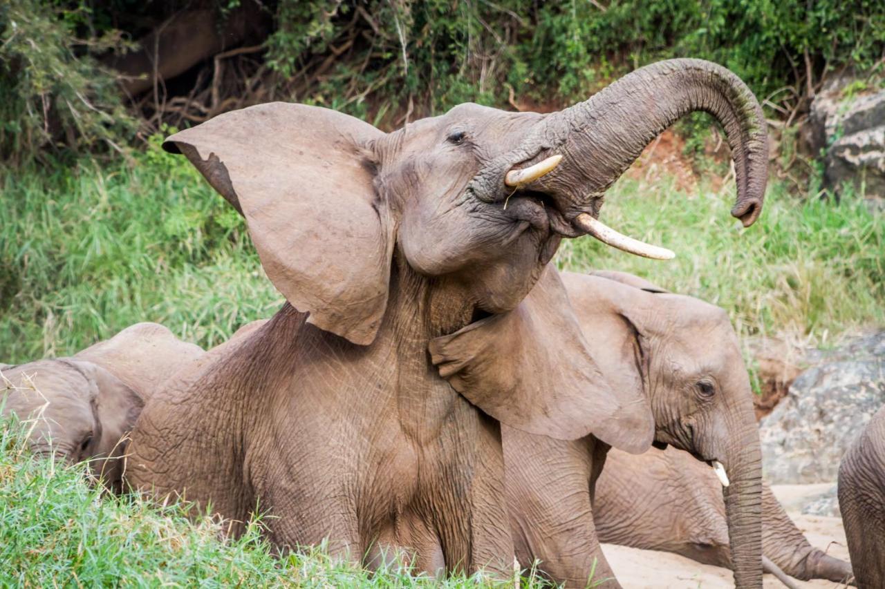Leopard Mountain Safari Lodge Manyoni Private Game Reserve Bagian luar foto