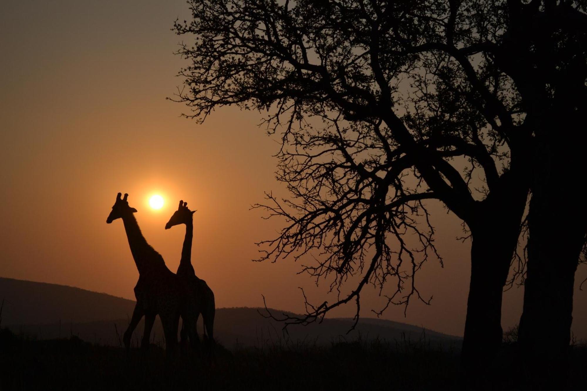 Leopard Mountain Safari Lodge Manyoni Private Game Reserve Bagian luar foto