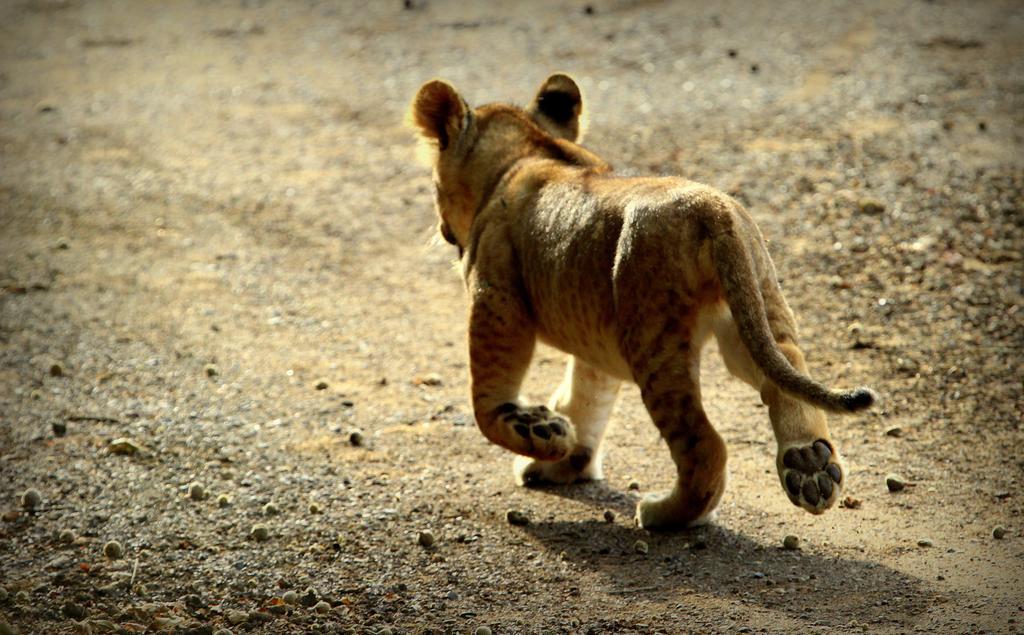 Leopard Mountain Safari Lodge Manyoni Private Game Reserve Bagian luar foto
