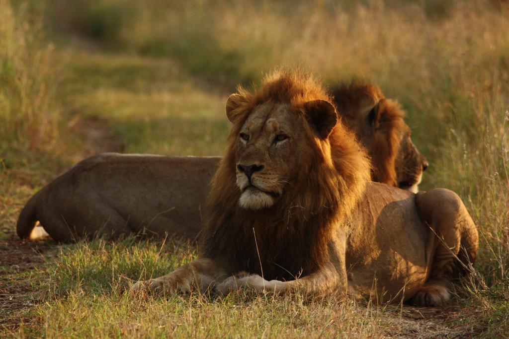 Leopard Mountain Safari Lodge Manyoni Private Game Reserve Bagian luar foto