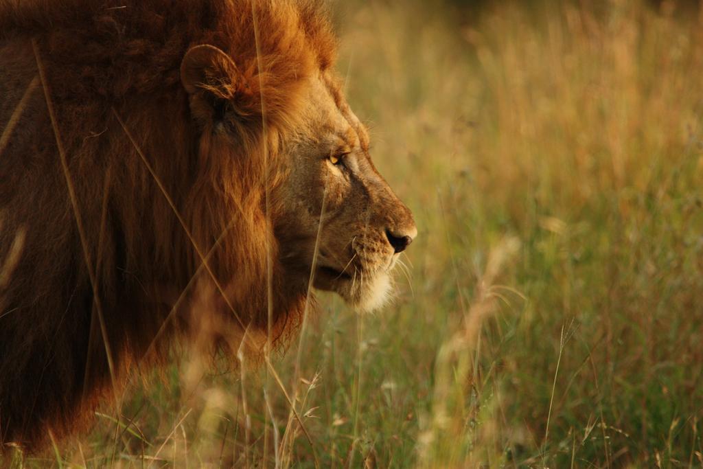 Leopard Mountain Safari Lodge Manyoni Private Game Reserve Bagian luar foto
