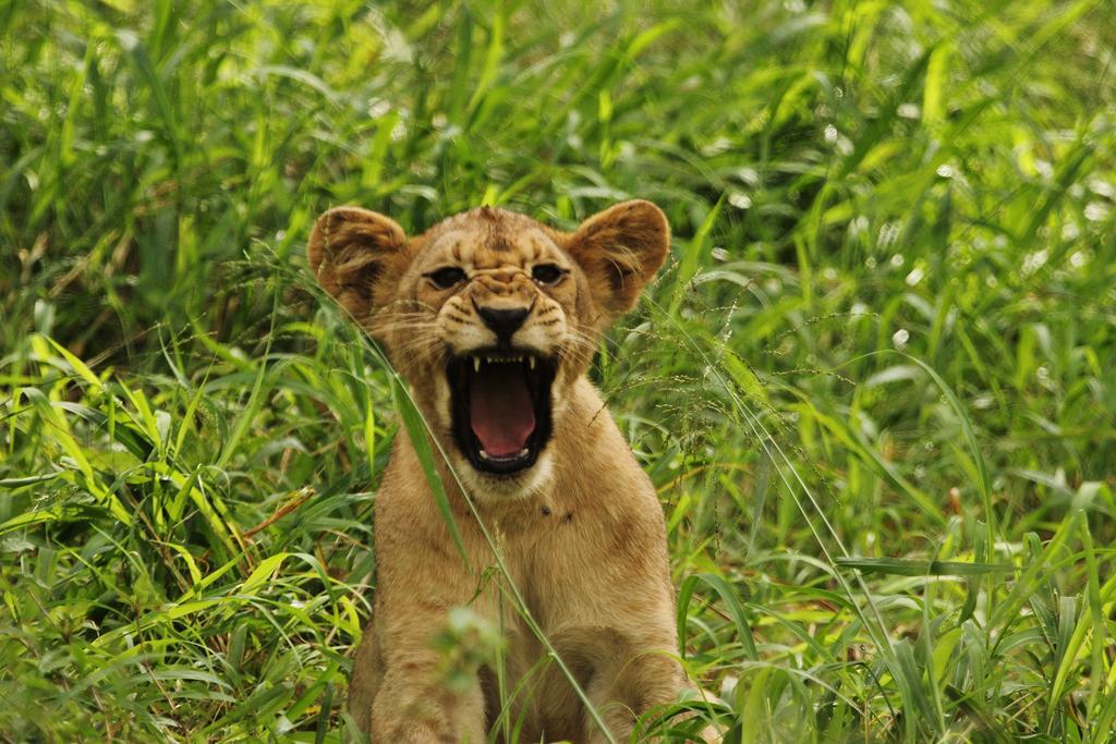 Leopard Mountain Safari Lodge Manyoni Private Game Reserve Bagian luar foto