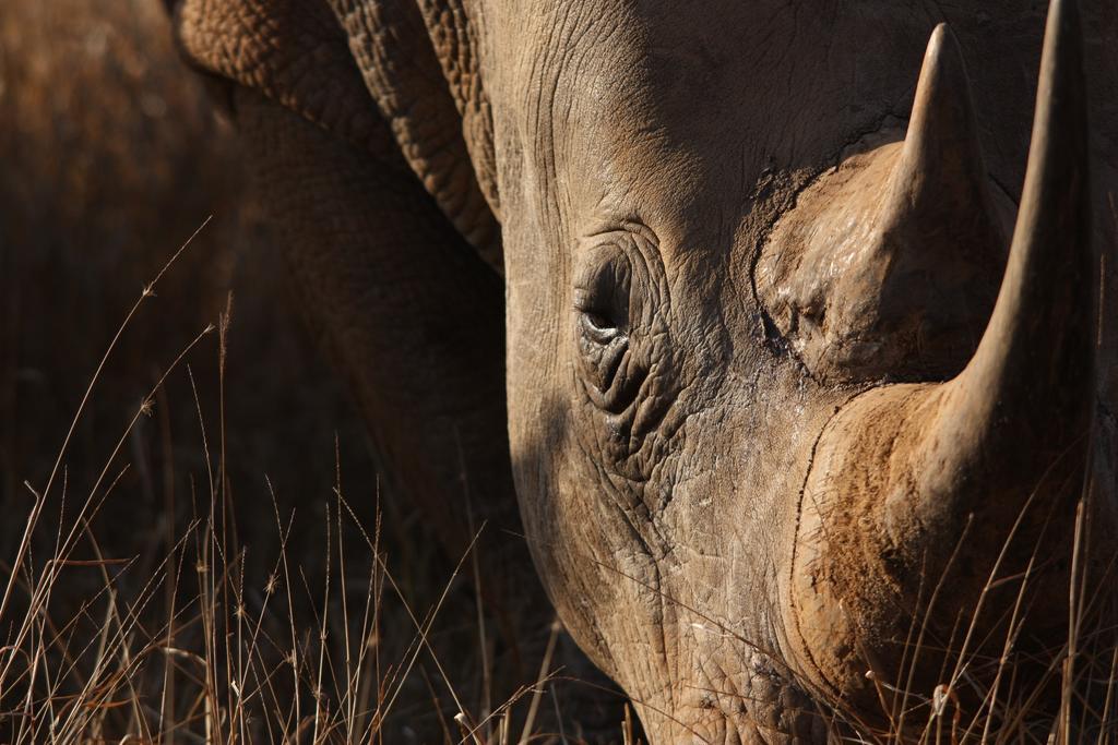 Leopard Mountain Safari Lodge Manyoni Private Game Reserve Bagian luar foto