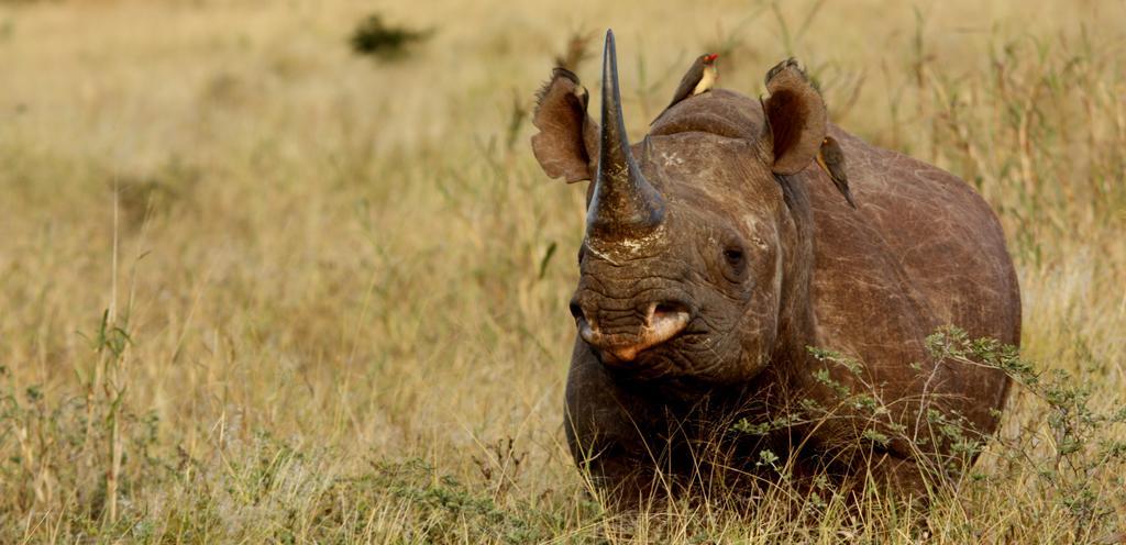 Leopard Mountain Safari Lodge Manyoni Private Game Reserve Bagian luar foto