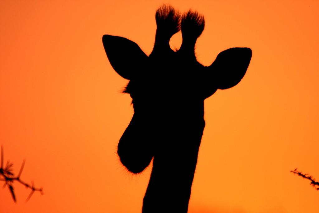 Leopard Mountain Safari Lodge Manyoni Private Game Reserve Bagian luar foto
