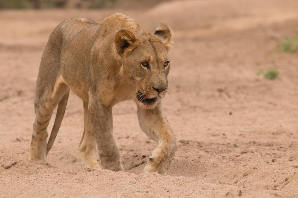 Leopard Mountain Safari Lodge Manyoni Private Game Reserve Bagian luar foto