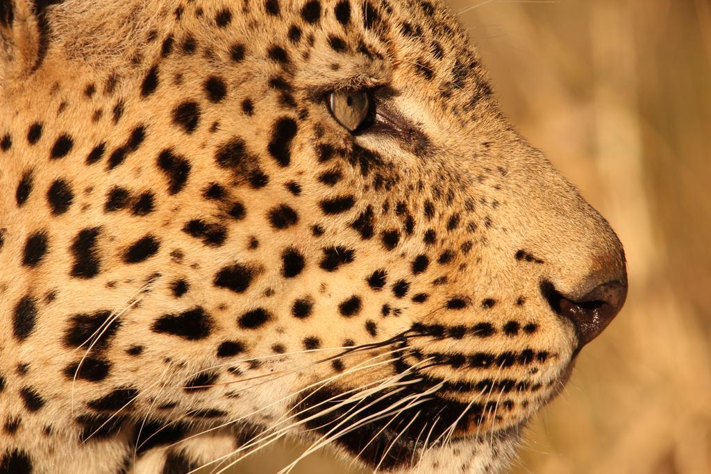 Leopard Mountain Safari Lodge Manyoni Private Game Reserve Bagian luar foto