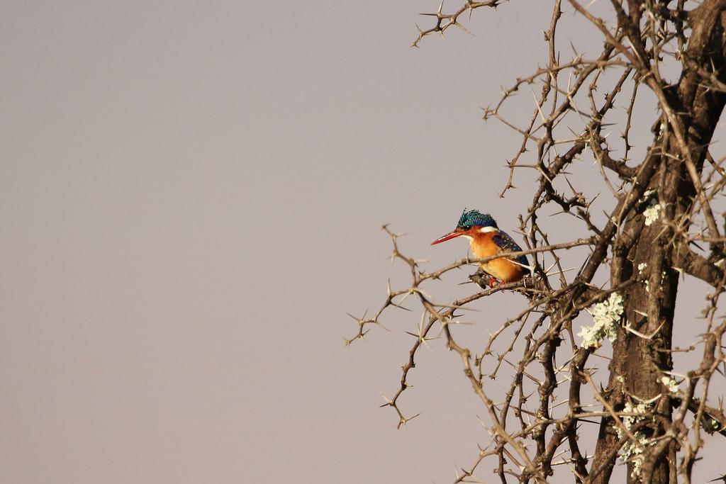 Leopard Mountain Safari Lodge Manyoni Private Game Reserve Bagian luar foto